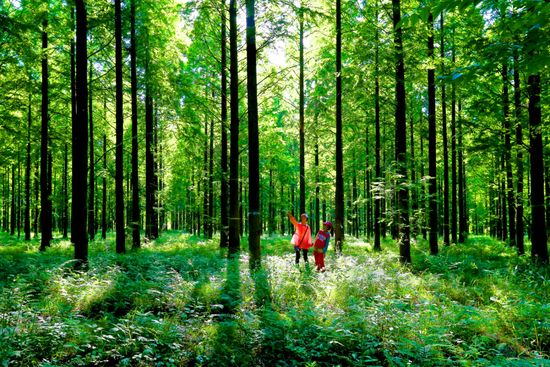 家有森林氧吧，让灵魂跟着一起深呼吸~